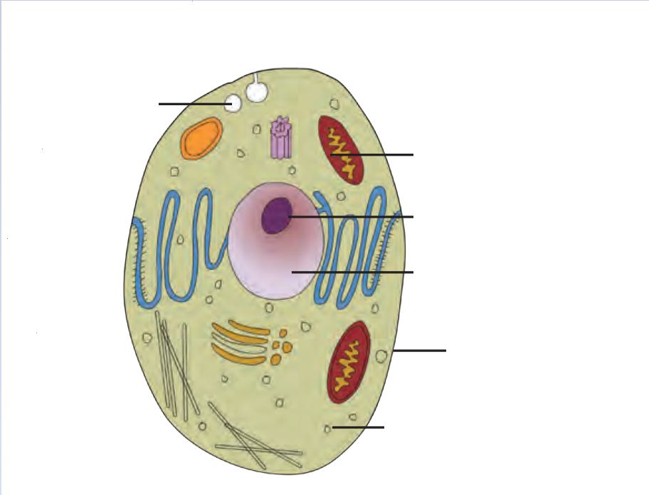 Animal Cell