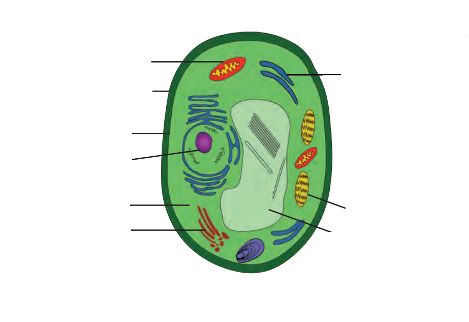 Animal Cell